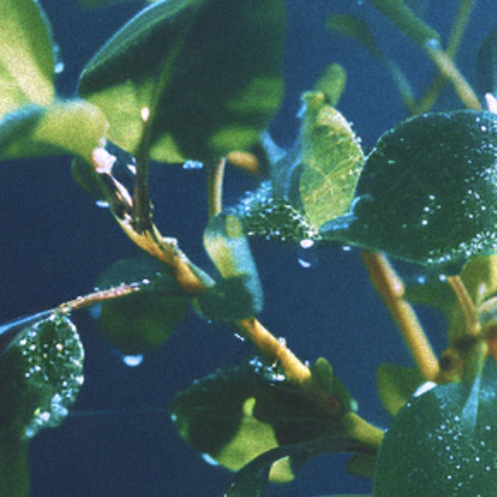 Close-up of a green plant with water droplets.