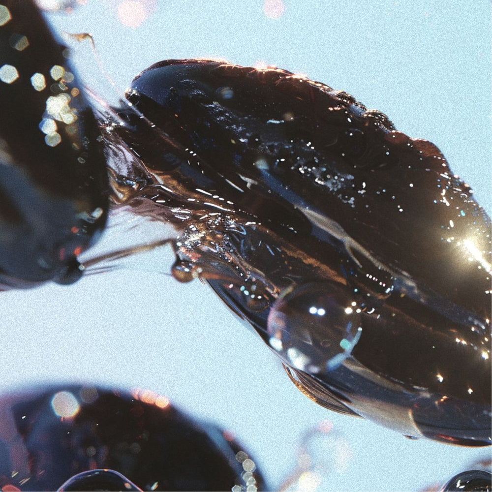 A glossy, close-up image of tonka beans with reflective highlights and water droplets clinging to the surfaces.