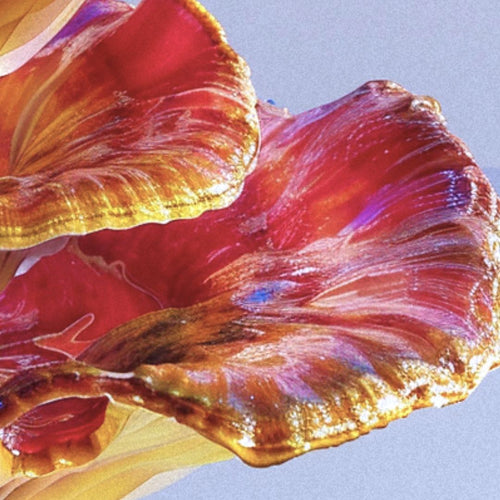 Vibrant close-up of reishi mushrooms.