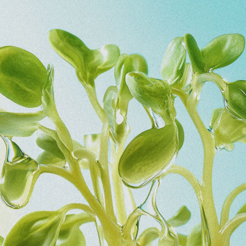 Close-up of a green plant with round leaves.