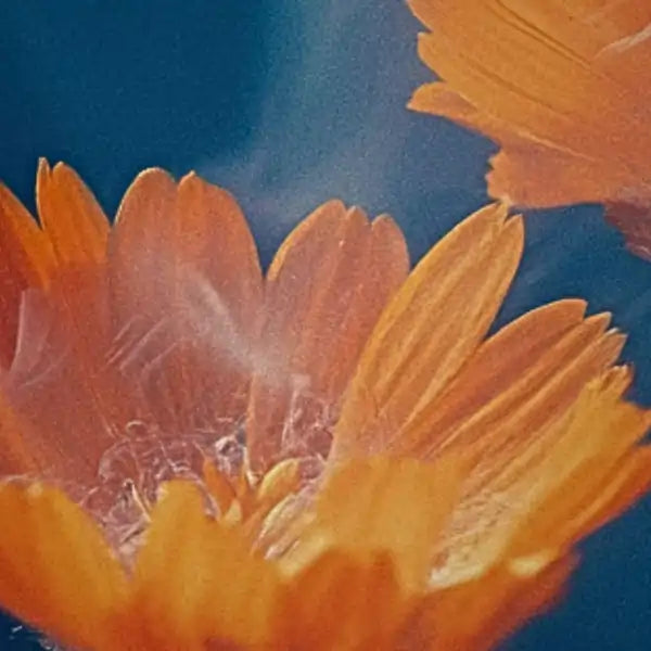 Close-up of bright orange flowers.