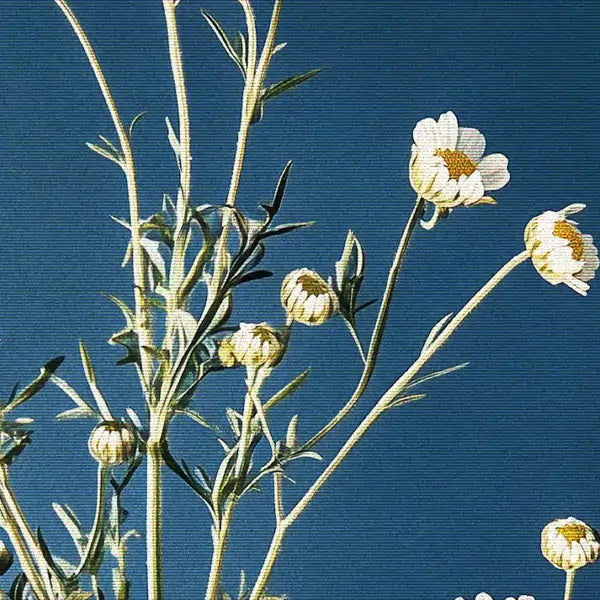 White and yellow chamomile flowers with thin green stems and leaves.