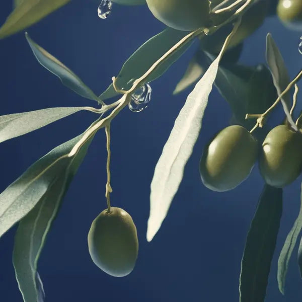Close-up of green olives hanging from an olive tree branch with green leaves.